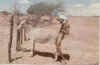 binladen.jpg (21064 bytes)